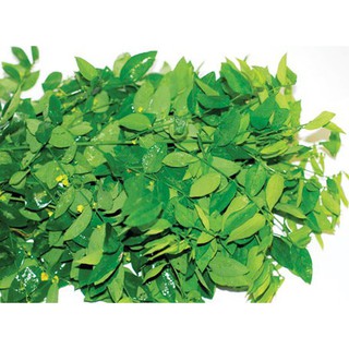1gr - HẠT GIỐNG RAU NGÓT