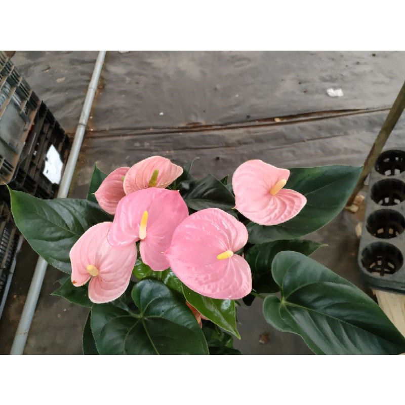 Cây hồng môn hồng bông to