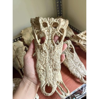 Mô hình sọ cá xấu trang trí chuồng