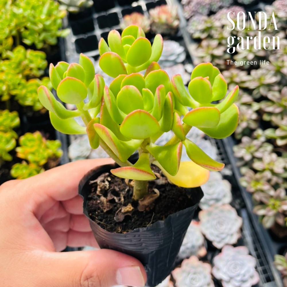 Sen đá thạch bích lá xoăn SONDA GARDEN size bé 5-7cm, cây cảnh trang trí nhà cửa, lỗi 1 đổi 1