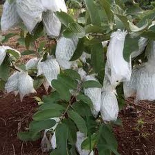 100 Xốp bọc ổi lồng sẵn ( ni lông+ chun+xốp)