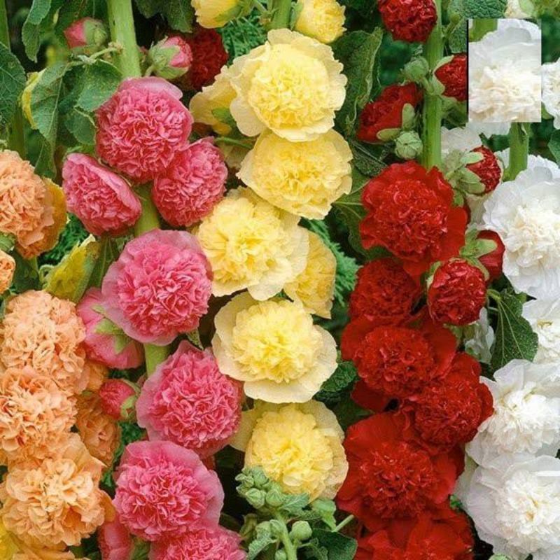 Hạt giống hoa Mãn Đỉnh Hồng kép cánh (Thục quỳ xù) mix nhiều màu nhập Thái Lan nguyên gói 80 hạt (Holly Hock mix)