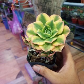 Sen đá Aeonium "mặt trời bé con"