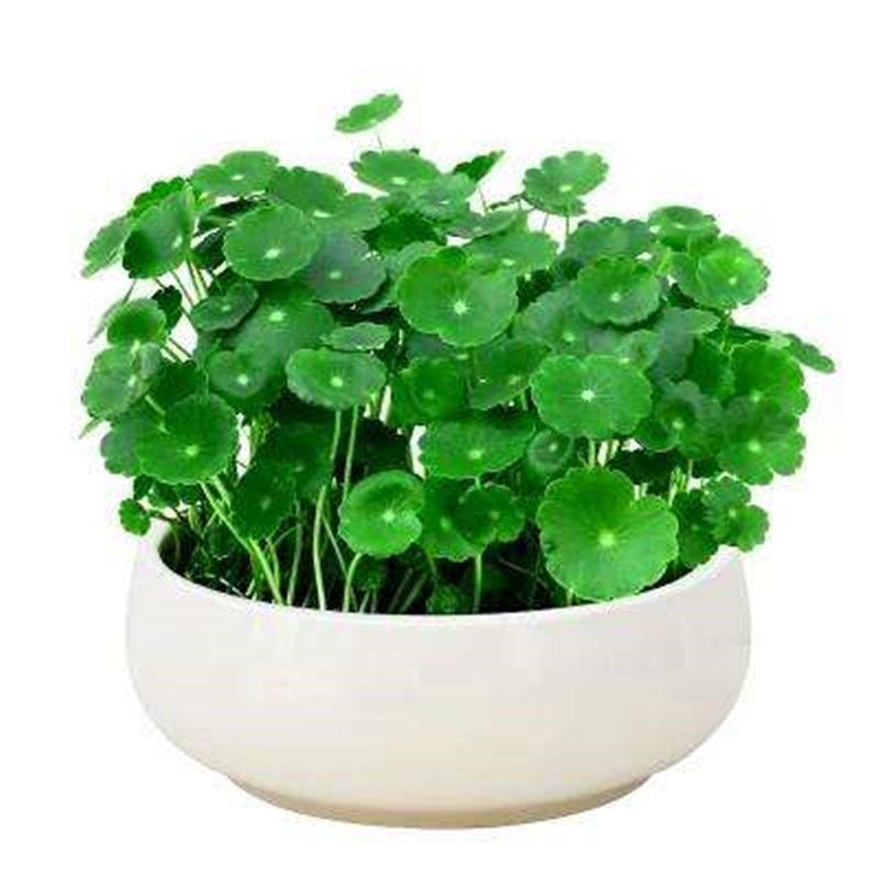 Hạt giống cỏ, dễ trồng bốn mùa, lá to, dễ sống, hạt giống 100h