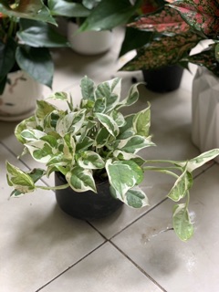 Cây trầu bà cẩm thạch