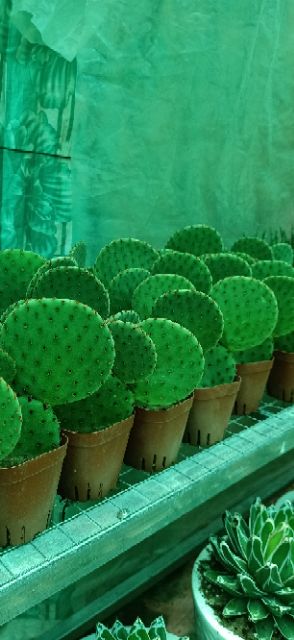 Cây Xương rồng tay gấu