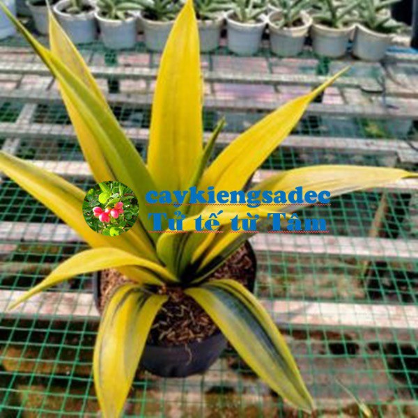 Caykiengsadec cây lưỡi hổ hoàng kim+ tặng  phân bón - hoa kiểng lá - trang trí nội thất cảnh quan ngoài trời sân vườn