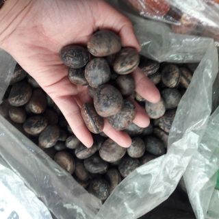 10  Hạt đậu lào ( đậu hút nọc, hạt rắn cắn)