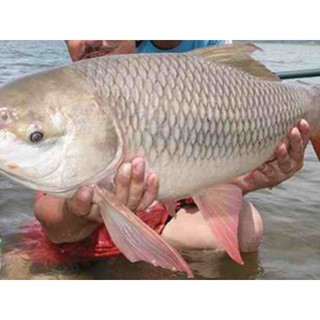 Thính bột câu cá trôi củ, cá to. Túi 500 Gram.