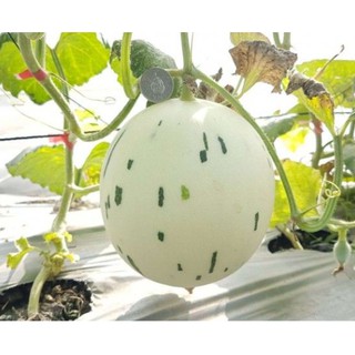 Hạt Giống Dưa Lê Ánh Sao ( Dưa Lê Sữa Hàn Quốc) 5 Hạt