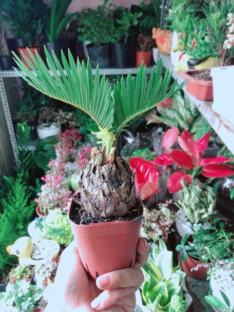 Cây Thiên Tuế Mini