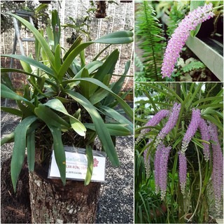 1 BÓ LAN ĐUÔI CHỒN - Hàng chuẩn Rừng - Hoa siêu đẹp