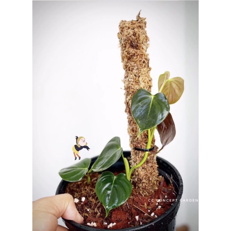 Trầu bà Philodedron Lupinum