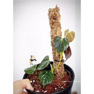 Trầu bà Philodedron Lupinum