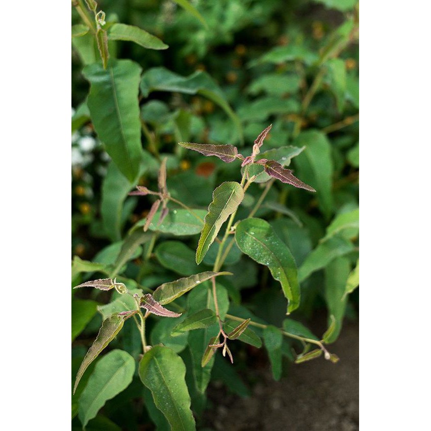 Tinh dầu Bạch Đàn Chanh- Lemon Eucalyptus Essential Oil