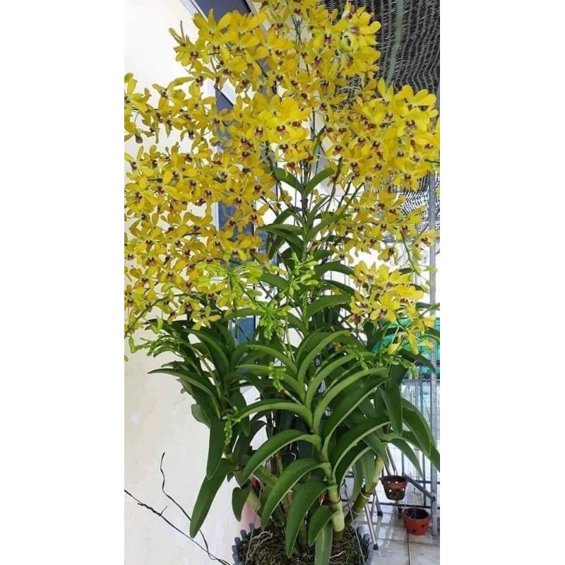 Hoa Lan Dendro nắng Pensoda chậu trưởng thành sắp hoa