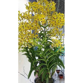 Hoa Lan Dendro nắng Pensoda chậu trưởng thành sắp hoa