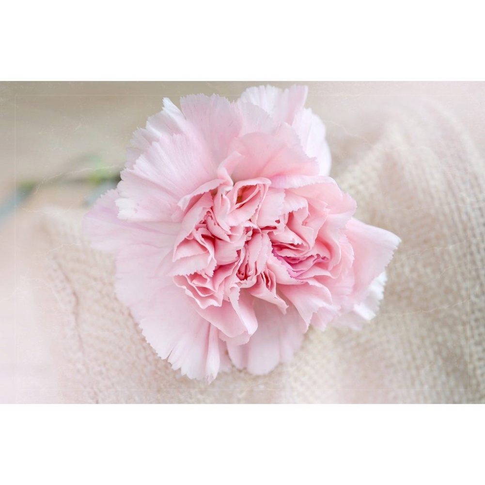 MÀU PHẤN TIÊN 24 THANH TRANG ĐIỂM BÚP BÊ, TÔ MÀU HOA ĐẤT, HOA GIẤY TƯỢNG CHIBI, NHUỘM TÓC MASTER PASTEL 24 COLORS