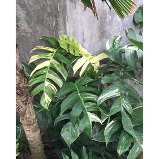 Cây Varigata Pinatum Epiprenum, cây trầu bà đột biến ảnh thật(ảnh 5,6,7,8,9)