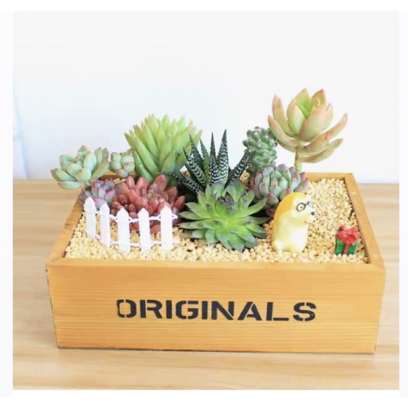 Hộp Gỗ ORIGINALS | Trang Trí Tiểu Cảnh Bán Cạn, Terarium, Sen Đá, Xương Rồng