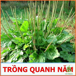 Hạt Giống Rau Mã Đề 1G Dễ Trồng