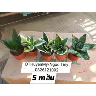 Chậu cây lưỡi mèo 5 màu trưởng thành