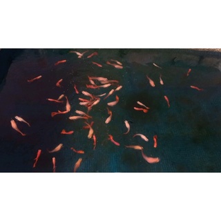 Full Red 7 màu guppy