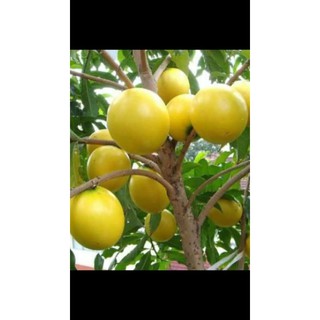 vú sữa hoàng kim f1 ( 2 năm cho trái)
