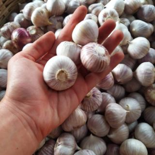 TỎI CÔ ĐƠN SIZE TO 1 KG