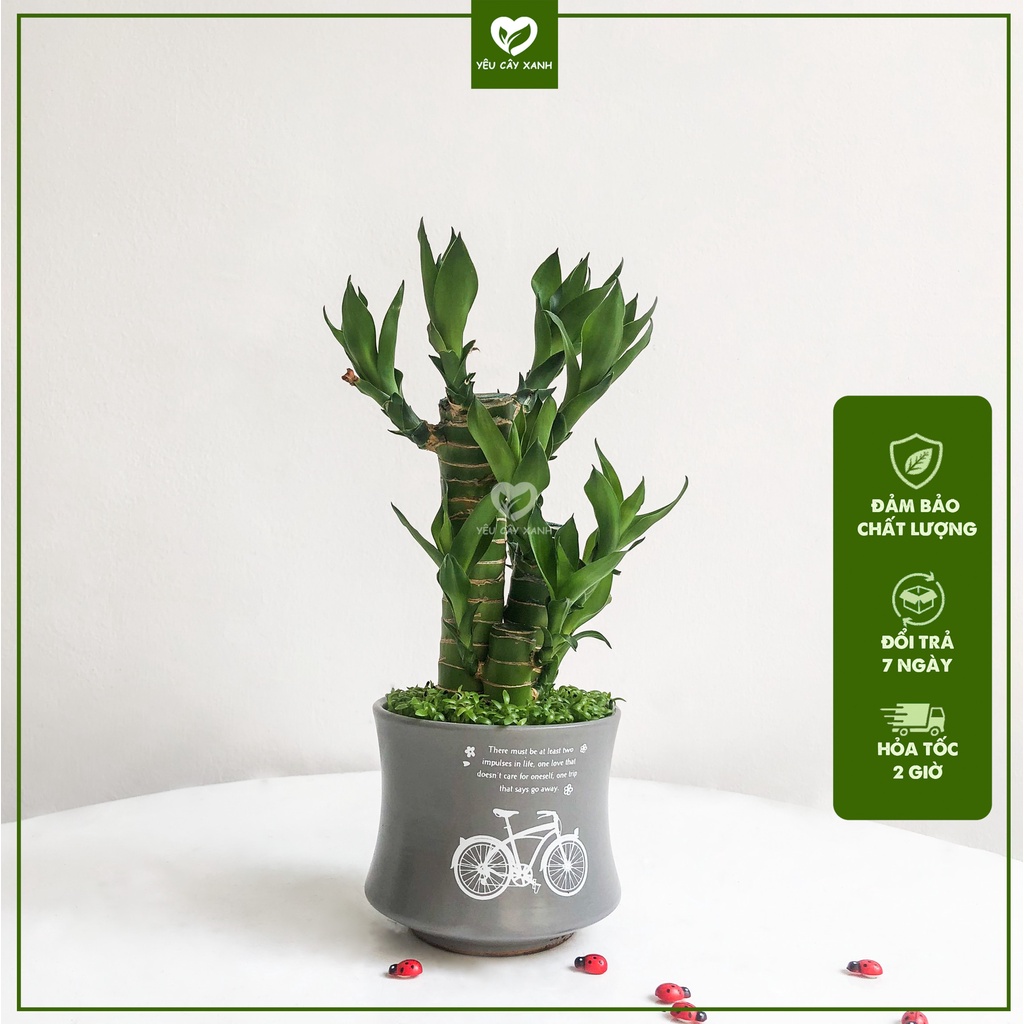 Cây Phát Tài Khúc để bàn
