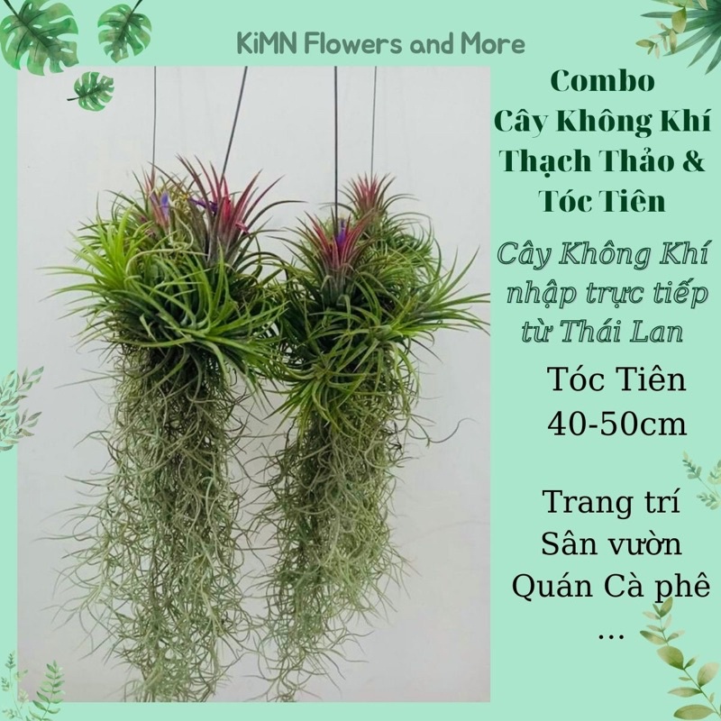 Cây Không Khí Thạch Thảo Tóc Tiên - Cây cảnh nhập khẩu từ Thái Lan