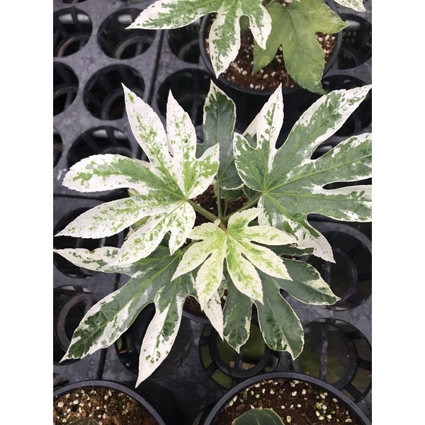 Chậu cứng Fatsia Spiders Web