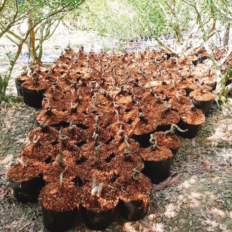 Sét 10kg bầu ươm mã 45*35( khoảng 125-130 cái) -trồng cà chua, dưa lưới, dưa chuột, gừng, hoa hướng dương…các loại cây