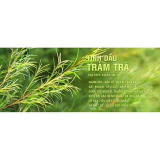 Tinh dầu tràm trà - Tea Tree