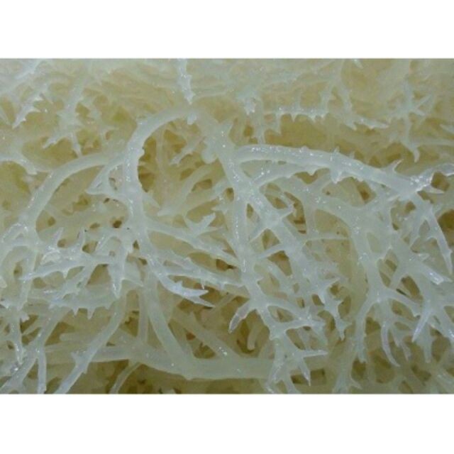 Rong Sụn Phan Rang 500gram/100gam