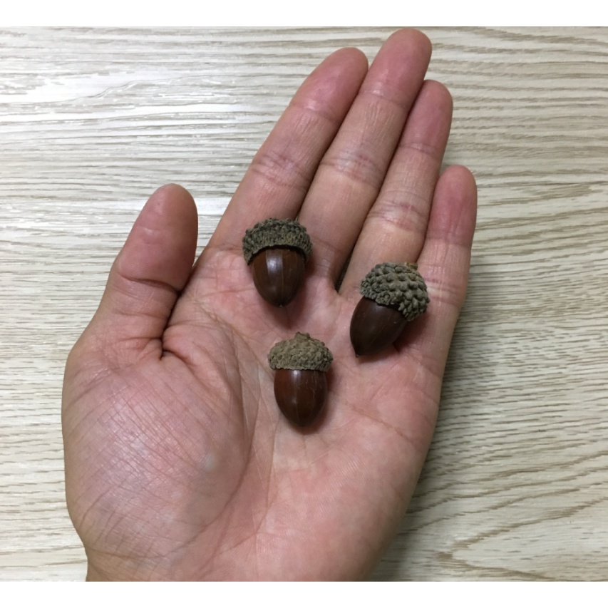 Hạt Sồi Khô set 10 hạt  trang trí chụp ảnh siêu sinh