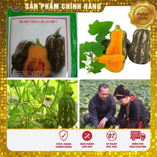 Hạt giống bí đậu lai F1 năng suất gói 2 gram