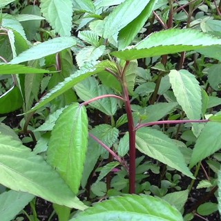 [RẺ VÔ ĐỊCH] Hạt Giống Rau Đay Đỏ (20 gram)