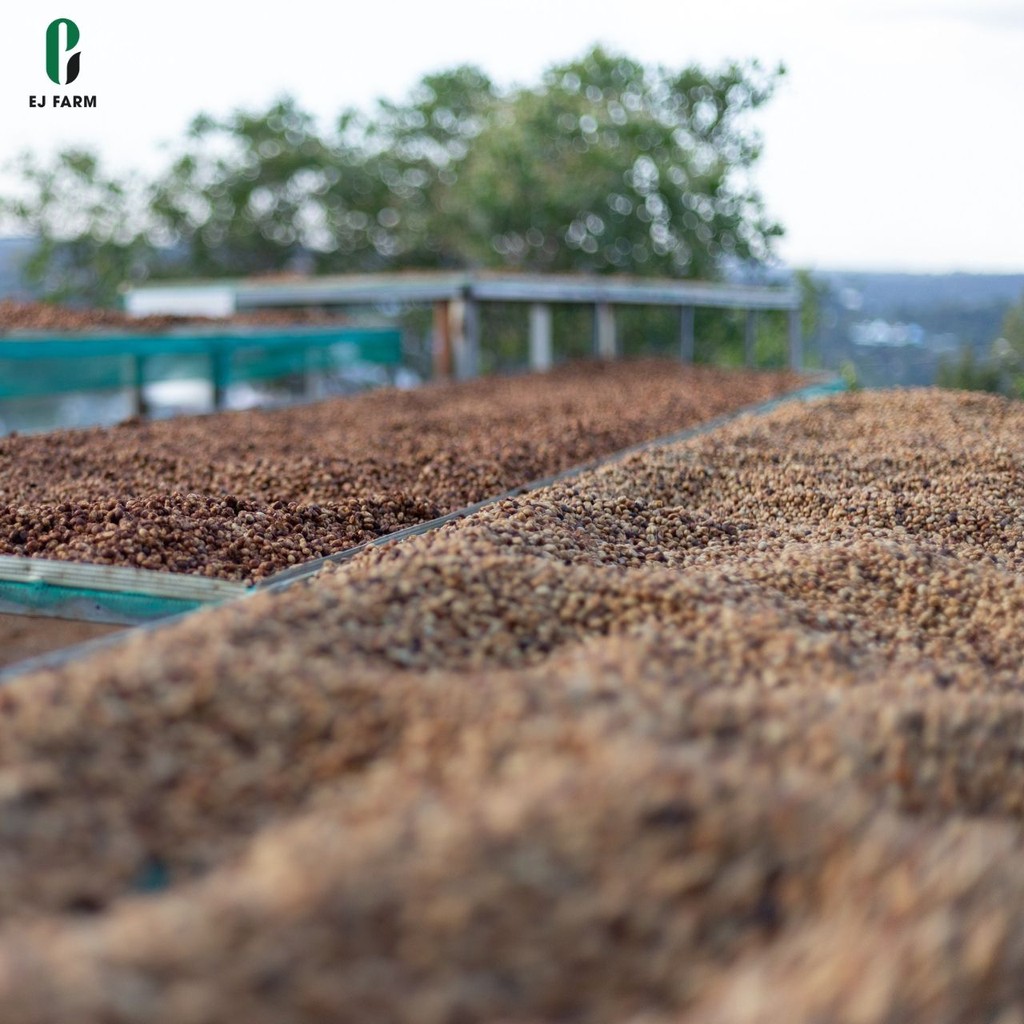 Cà phê nguyên chất rang mộc Robusta ENJOY COFFEE (500g) | BigBuy360 - bigbuy360.vn