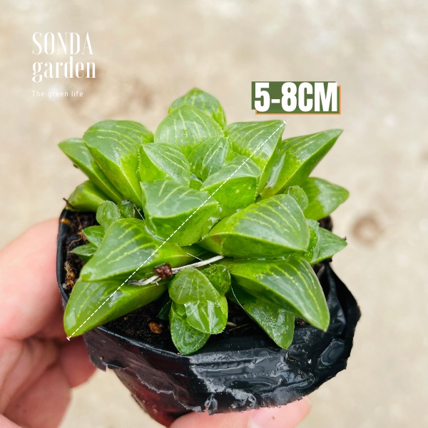 Sen đá guốc haworthia SONDA GARDEN size bé 5-7cm, xuất xứ Đà Lạt, khoẻ đẹp, lỗi 1 đổi 1đổi 1