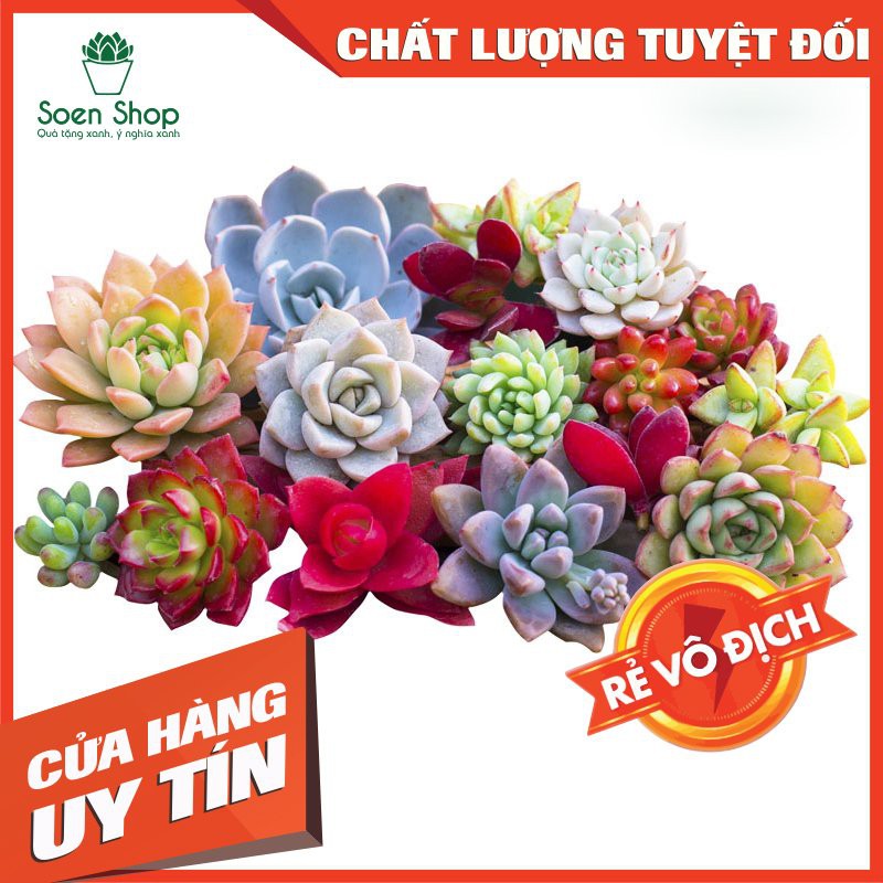 COMBO 10 bọc sen đá bầu size trung mix đủ màu ngẫu nhiên ko chọn ( Nhập SOENSALE5 để được giảm 5k hóa đơn 50k)