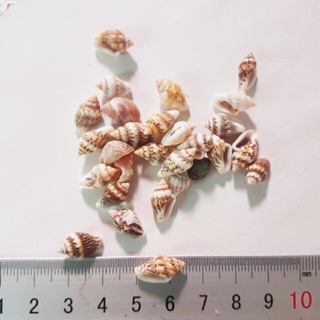 50 gr ốc nhỏ trang trí