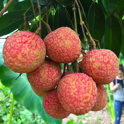 Cây giống Vải Thiều