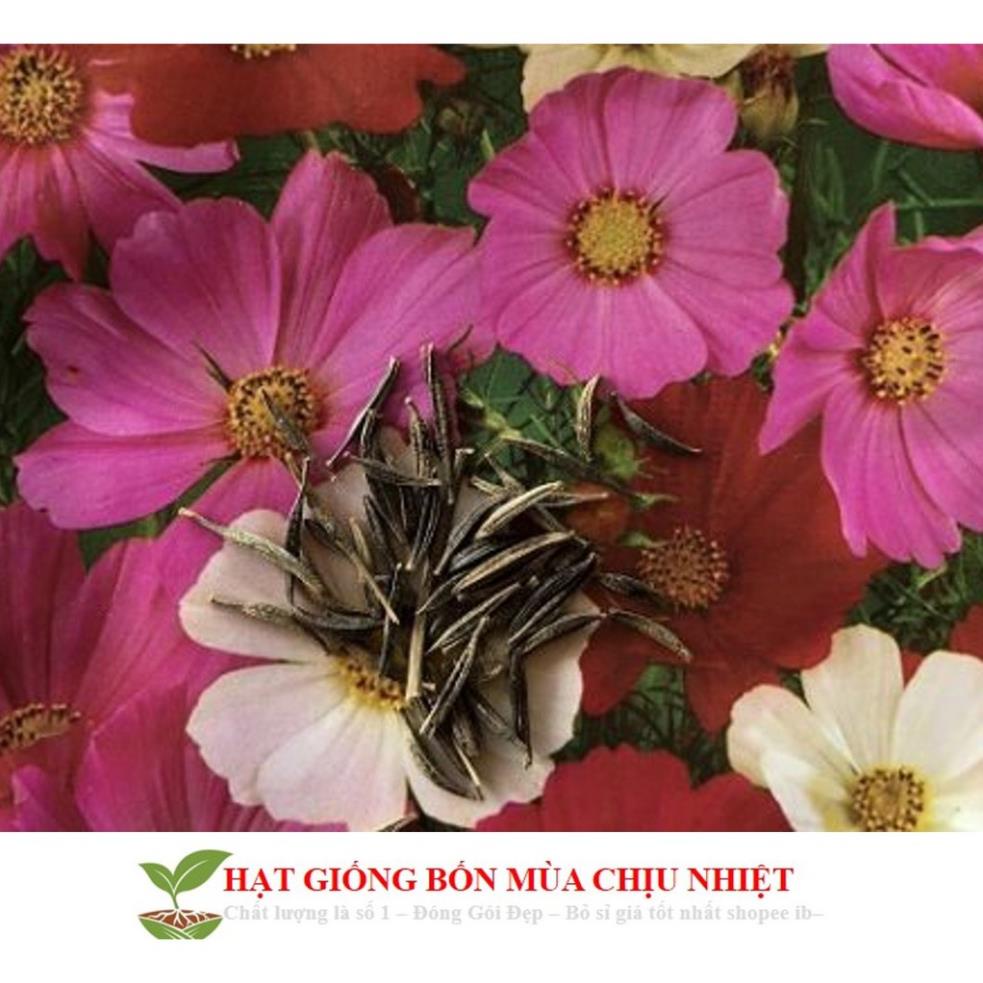 Hg5a 100H - SIÊU SALE HẠT GIỐNG HOA CÁNH BƯỚM MIX ĐẾN MÙA TRỒNG TẾT