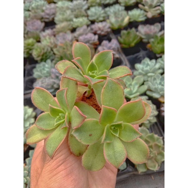 [ Ở ĐÂY CÓ 1 CHIẾC SEN ĐẸP ] SEN ĐÁ 3 MÀU  - Aeonium Decorum f. Variegata