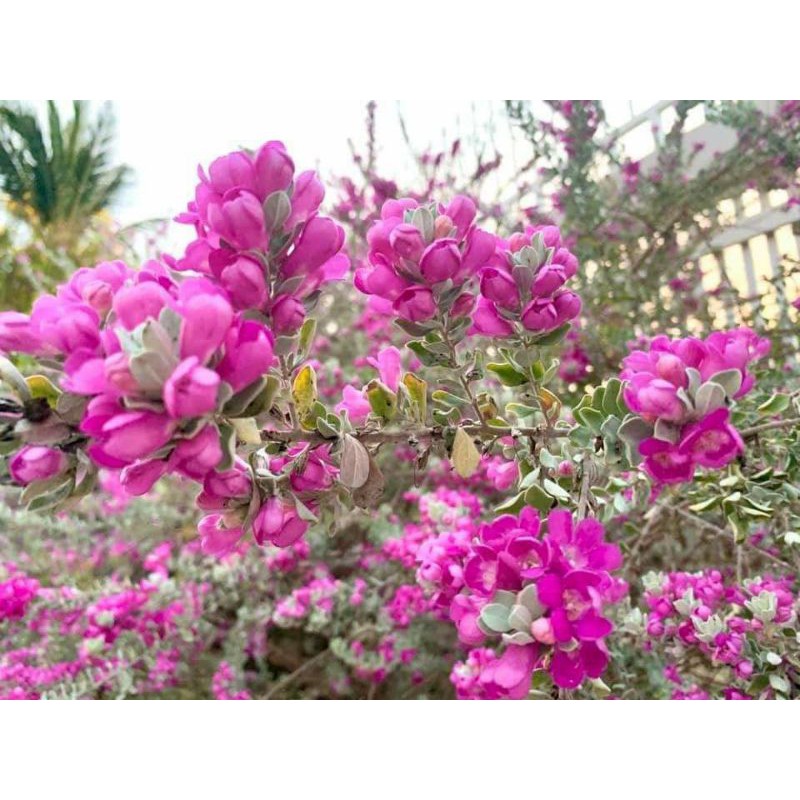 CÂY HOA TUYẾT SƠN PHI HỒNG