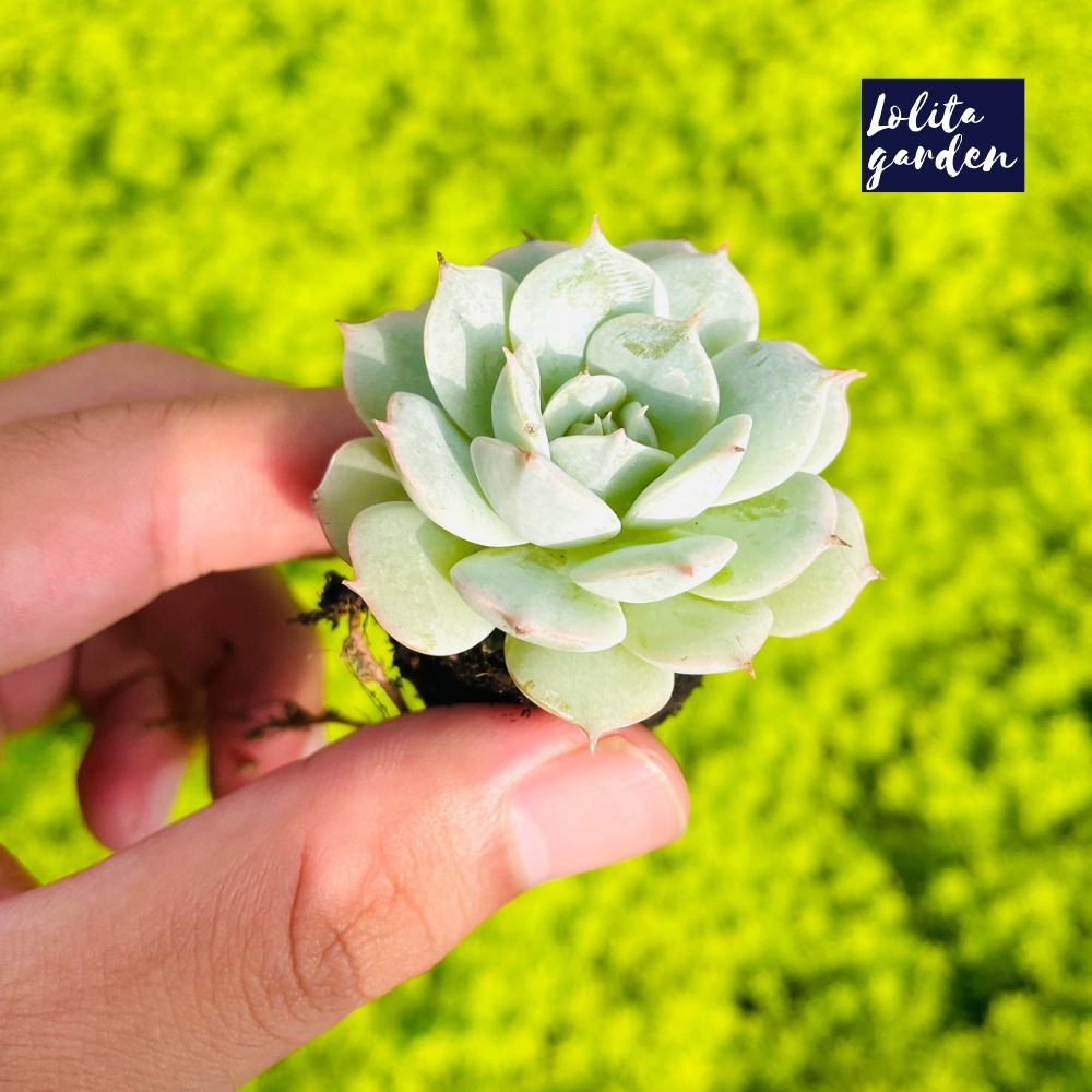 Sen đá búp bê Đà Lạt size mini cây cảnh trang trí nhà cửa Lolita garden