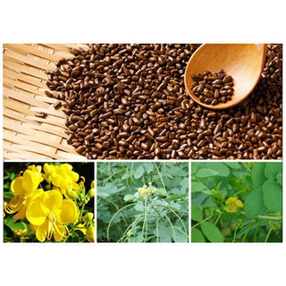 Hạt muồng loại sạch,hạt muồng khô chất lượng cao cho bé vui chơi xúc cát an toàn