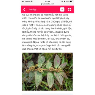 Cỏ sữa tươi -khô 100gr