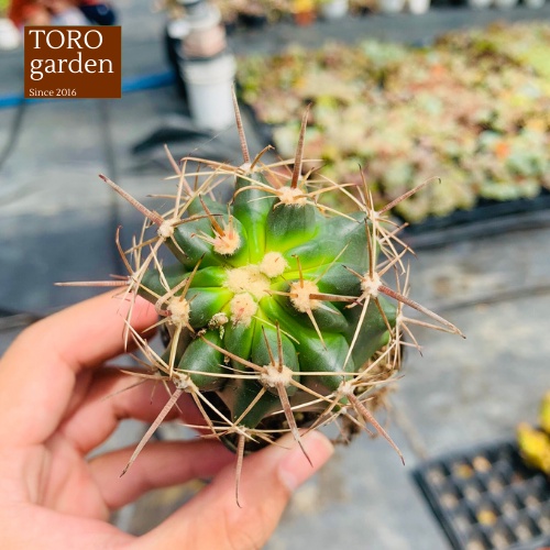 Xương rồng cory Đà Lạt size bé cây cảnh trang trí nhà cửa Toro garden